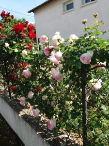 Roses  